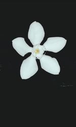 Close-up of white flower against black background