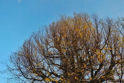 Low angle view of bare trees against blue sky