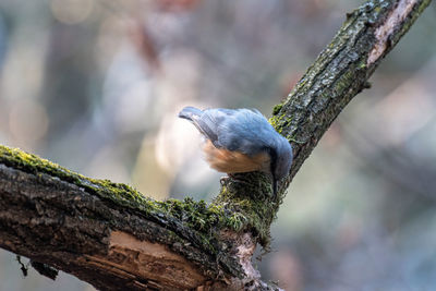 Close-up of bird perching on branch