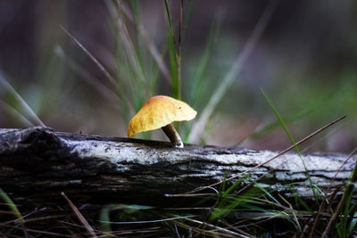 Close-up of mushroom growing on land