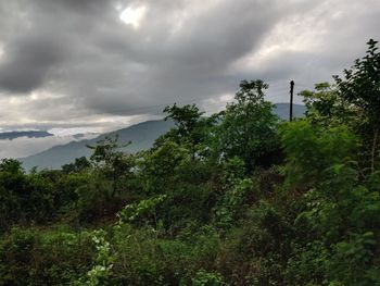 Trees and plants growing on land against sky