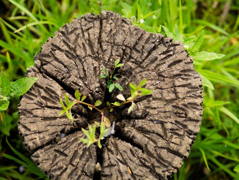 Close-up of plant