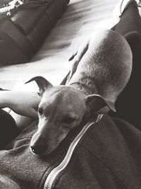 Close-up of dog sleeping on sofa at home