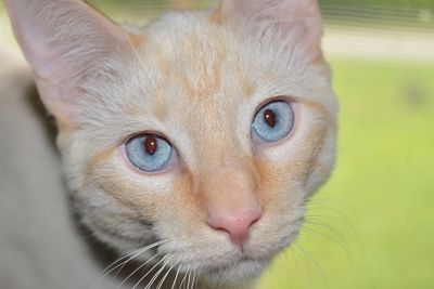 Close-up portrait of ginger cat