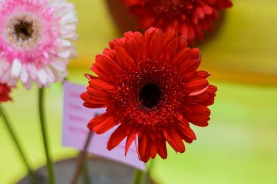 Close-up of red daisy dahlia flower