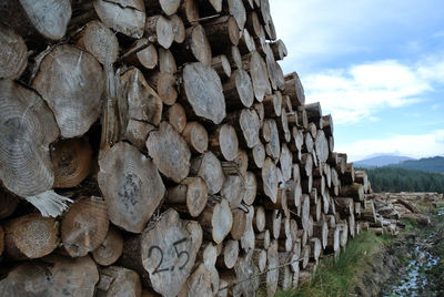 Stack of logs harvested from forest