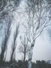 Low angle view of trees against sky