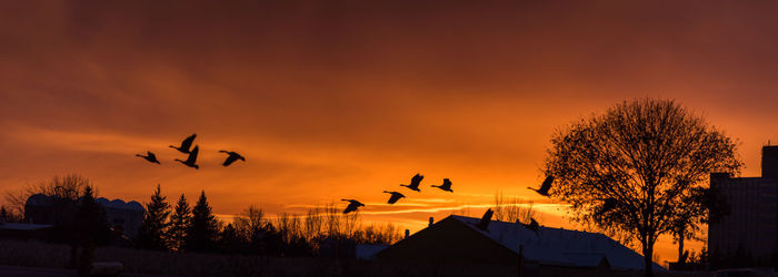 Low angle view of silhouette birds flying against sky during sunset