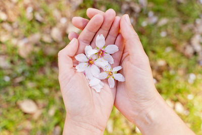 Cropped hand of person holding flower