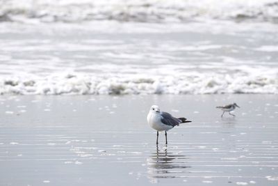 Seagulls on water