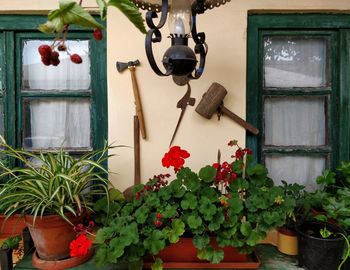 Potted plants outside house