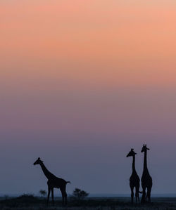 Giraffe in safari park in africa