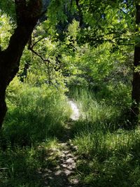 Trees in forest
