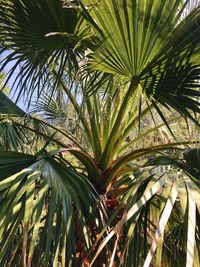 Close-up of palm tree