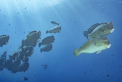 Fish swimming in sea