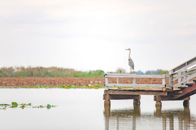 Bird perching on a lake