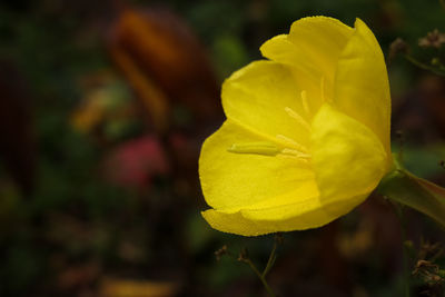 Close-up of yellow rose flower