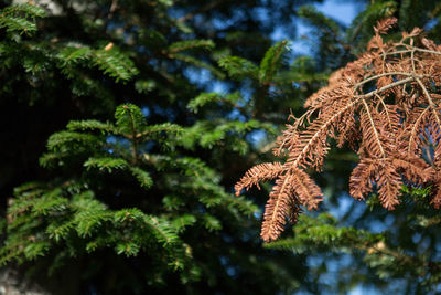 Low angle view of pine tree