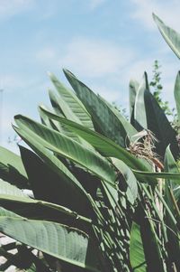 Low angle view of plants against sky