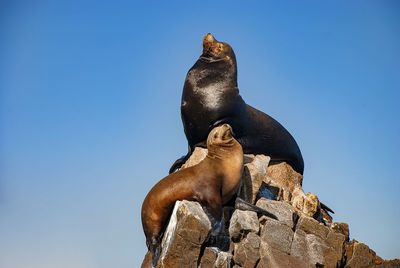 Sea lions basking in the sun at lands end in the resort of cabo san lucas