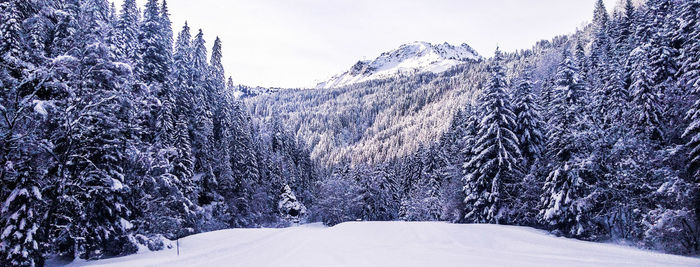 Snow covered land and trees against sky