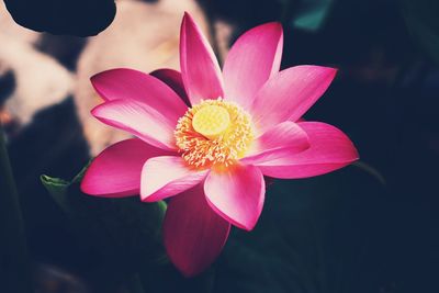 Close-up of pink frangipani blooming outdoors