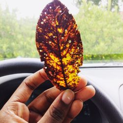 Close-up of person holding autumn leaf against trees