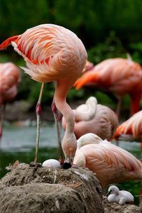 Flamingoes with chick and egg at lakeshore
