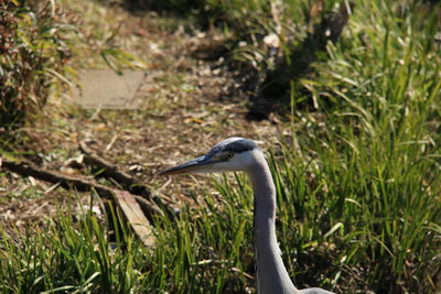 High angle view of gray heron on field