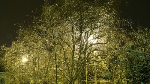 Low angle view of illuminated trees against sky at night