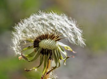 Close-up of wilted dandelion