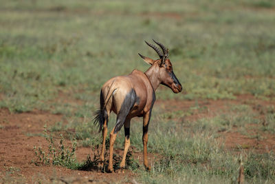 Giraffe standing on field