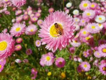 Close-up of bee pollinating on pink flower