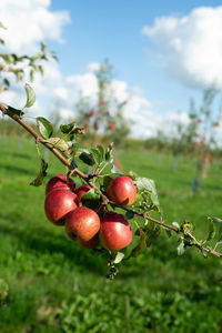 Close-up of cherries growing on field against sky