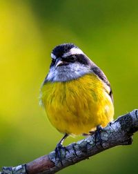 Close-up of bird perching on branch