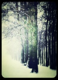 Snow covered trees in forest