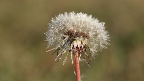 Close-up of wilted dandelion flower
