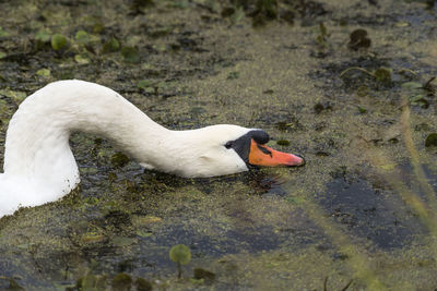 Close-up of goose