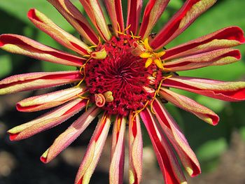 Close-up of red flowering plant