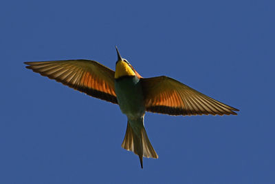 Low angle view of bird flying against clear blue sky