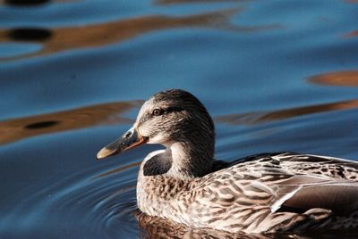 Close-up of duck in lake