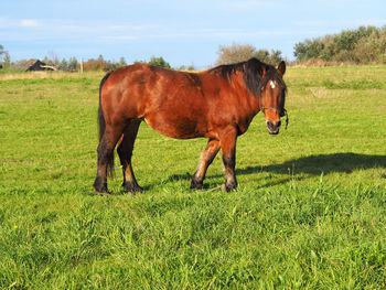 Horse grazing on field against sky