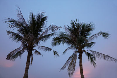 Low angle view of palm tree against clear sky