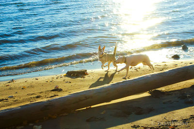 View of a dog on beach