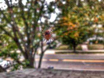 Close-up of insect on road