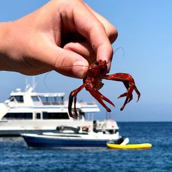 Close-up of hand holding sea