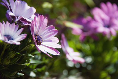 Close-up of purple flowers