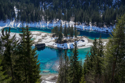 Panoramic view of pine trees in lake during winter
