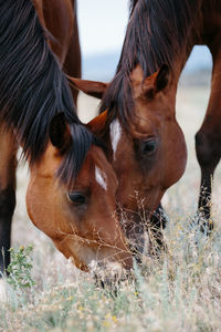 Two horses eating grass together in a field