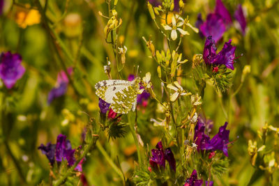 Close-up of butterfly pollinating on purple flower